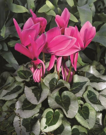 Цикламен персидский (Cyclamen persicum)