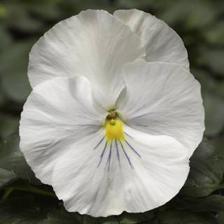 Виола Виттрока (Viola wittrockiana) Виола Виттрока (Viola wittrockiana)