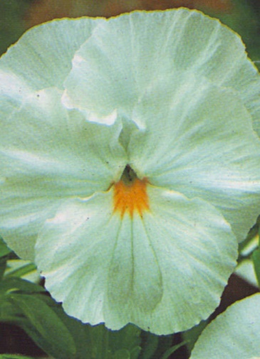 Виола Виттрока (Viola wittrockiana) Виола Виттрока (Viola wittrockiana)
