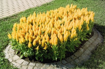 Целозия метельчатая (Celosia plumosa)