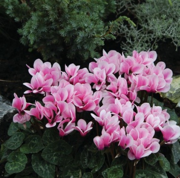 Цикламен персидский (Cyclamen persicum) Цикламен персидский (Cyclamen persicum)