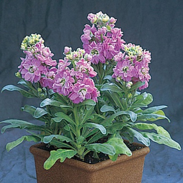 Левкой седой (Matthiola incana)