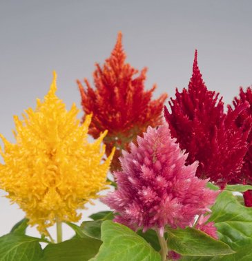 Целозия метельчатая (Celosia plumosa) Целозия метельчатая (Celosia plumosa)