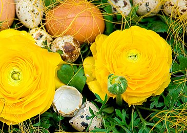 Лютик азиатский (Ranunculus asiaticus)