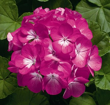 Герань (пеларгония садовая) (Pelargonium x hortorum)