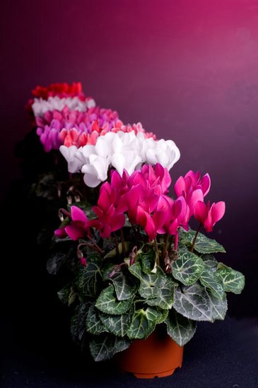 Цикламен персидский (Cyclamen persicum) Цикламен персидский (Cyclamen persicum)