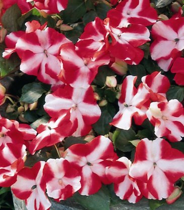 Бальзамин Уоллера (Impatiens walleriana)