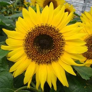 Подсолнечник летний (Helianthus annuus)