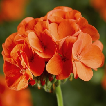 Герань (пеларгония садовая) (Pelargonium x hortorum)