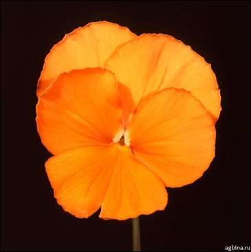 Виола Виттрока (Viola wittrockiana)
