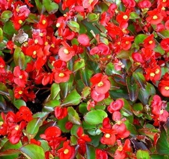 Бегония вечноцветущая (зеленая листва) (Begonia semperflorens)
