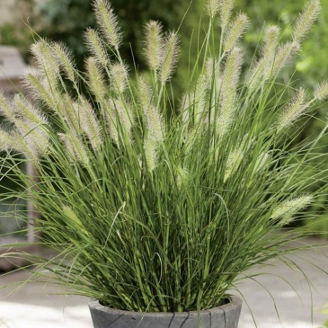 Перистощетинник мохнатый (Pennisetum villosum)