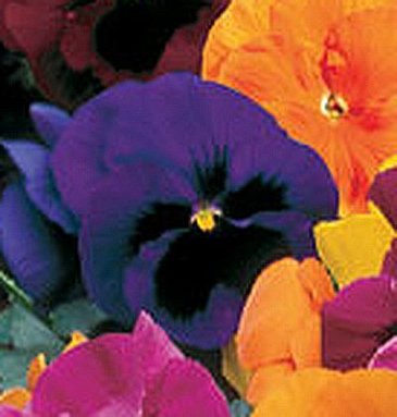 Виола Виттрока (Viola wittrockiana) Виола Виттрока (Viola wittrockiana)