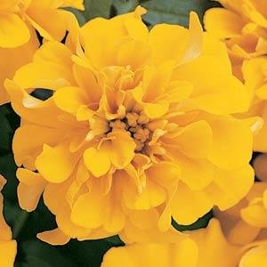 Бархатцы отклоненные (Tagetes patula) Бархатцы отклоненные (Tagetes patula)