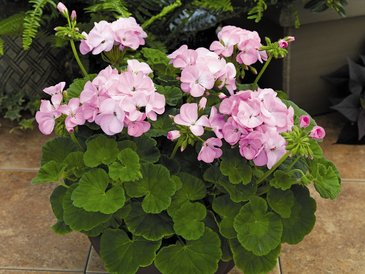 Герань (пеларгония садовая) (Pelargonium x hortorum)