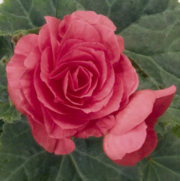 Бегония клубневая махровая многоцветковая (Begonia tuberhybrida multiflora)