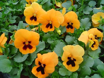 Виола Виттрока (Viola wittrockiana) Виола Виттрока (Viola wittrockiana)