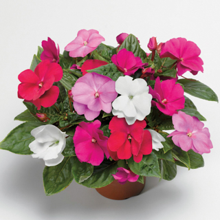 Бальзамин новогвинейский (Impatiens New Guinea)