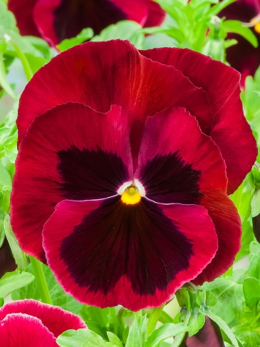 Виола Виттрока (Viola wittrockiana) Виола Виттрока (Viola wittrockiana)