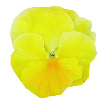 Виола Виттрока (Viola wittrockiana)