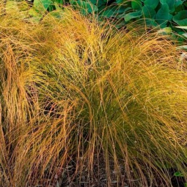 Осока кирпичная (Carex testacea)