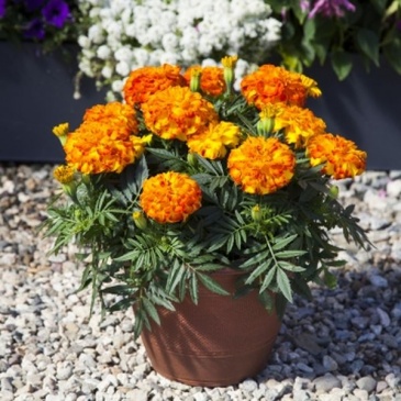 Бархатцы триплоидные (Tagetes patula x erecta) Бархатцы триплоидные (Tagetes patula x erecta)