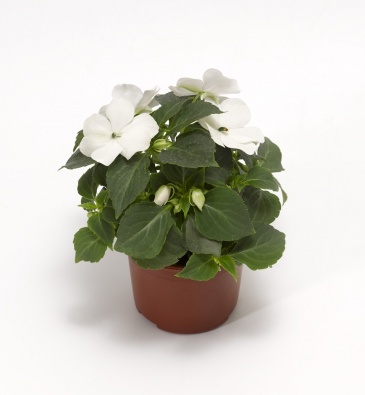 Бальзамин Уоллера ампельный (Impatiens walleriana) Бальзамин Уоллера ампельный (Impatiens walleriana)