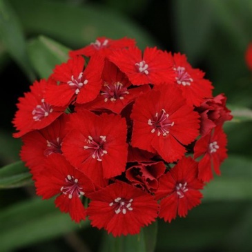 Гвоздика турецкая (Dianthus barbatus)