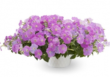 Петуния ампельная гибридная (Petunia x hybrida)