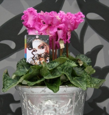 Цикламен персидский (Cyclamen persicum) Цикламен персидский (Cyclamen persicum)