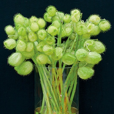 Ваточник (Гомфокарпус) пузыреплодный (Gomphocarpus physocarpus)