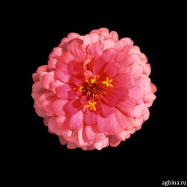 Цинния изящная (Zinnia elegans)