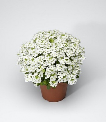 Арабис кавказский (Arabis caucasica)