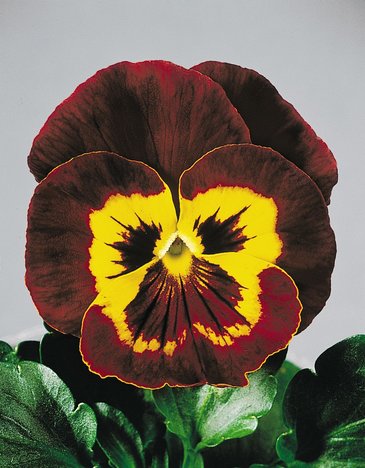 Виола виттрока (Viola wittrockiana) Виола виттрока (Viola wittrockiana)