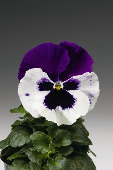 Виола Виттрока (Viola wittrockiana) Виола Виттрока (Viola wittrockiana)