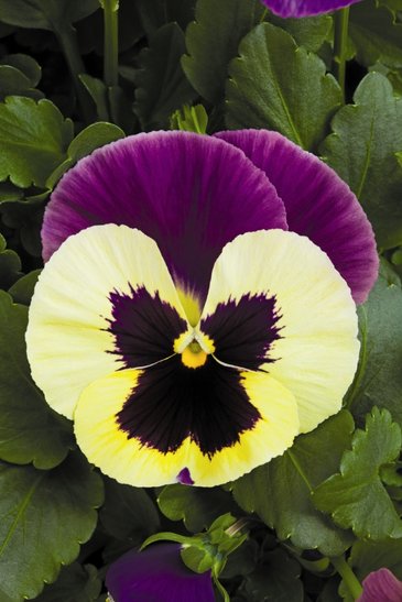 Виола Виттрока (Viola wittrockiana) Виола Виттрока (Viola wittrockiana)