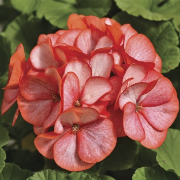 Герань (пеларгония садовая) (Pelargonium x hortorum)