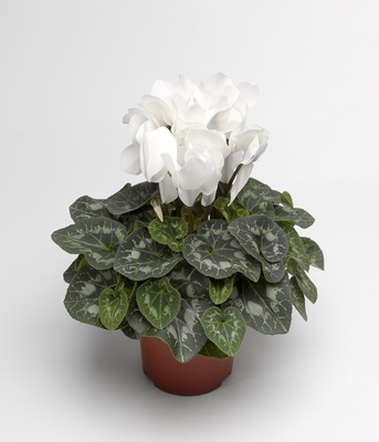 Цикламен персидский (Cyclamen persicum)