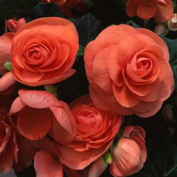 Бегония клубневая махровая (Begonia tuberhybrida) Бегония клубневая махровая (Begonia tuberhybrida)