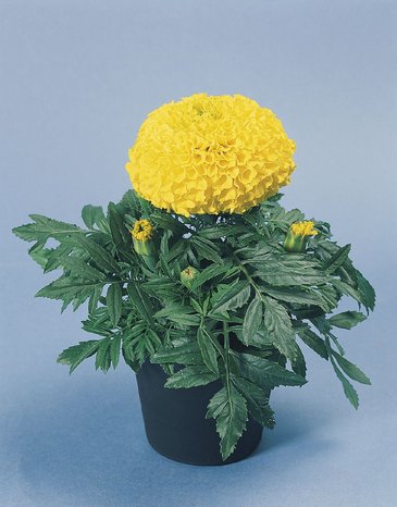 Бархатцы прямостоячие (Tagetes erecta)