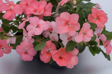 Бальзамин Уоллера (Impatiens walleriana) Бальзамин Уоллера (Impatiens walleriana)