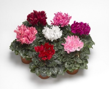 Цикламен персидский (Cyclamen persicum)