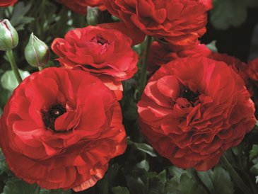 Лютик азиатский (Ranunculus asiaticus)