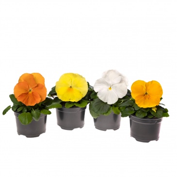 Виола Виттрока (Viola wittrockiana) Виола Виттрока (Viola wittrockiana)