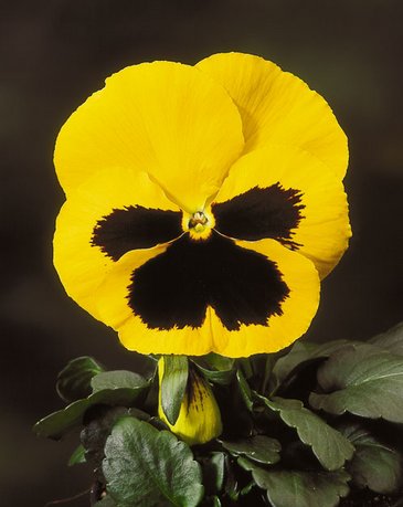 Виола Виттрока (Viola wittrockiana) Виола Виттрока (Viola wittrockiana)