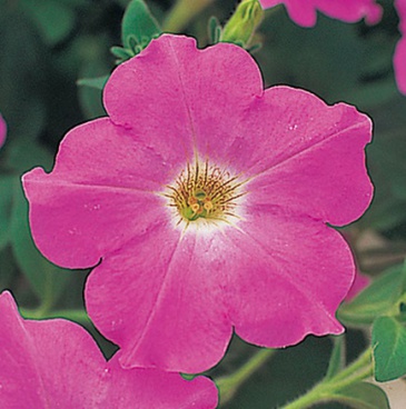 Петуния ампельная гибридная (Petunia х hybrida)