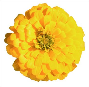 Цинния изящная (Zinnia elegans)
