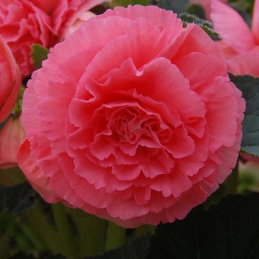 Бегония клубневая махровая (Begonia tuberhybrida) Бегония клубневая махровая (Begonia tuberhybrida)