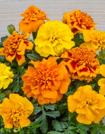 Бархатцы отклоненные (Tagetes patula) Бархатцы отклоненные (Tagetes patula)