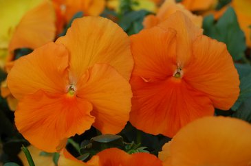 Виола Виттрока (Viola wittrockiana) Виола Виттрока (Viola wittrockiana)
